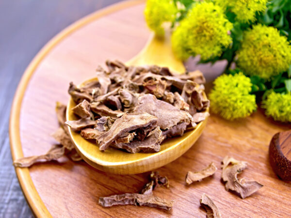 Root dry of Rhodiola rosea in spoon on tray